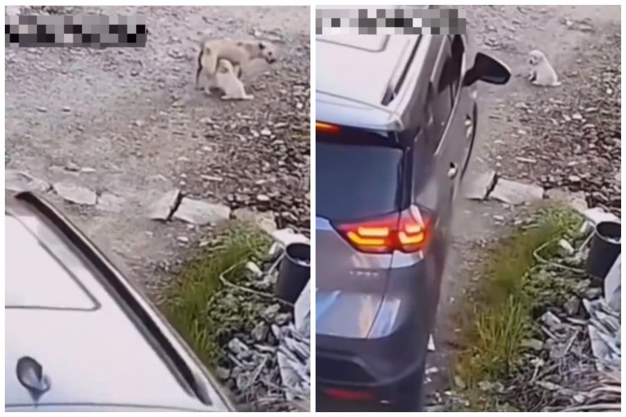 流浪狗母子擋在路中央，一輛汽車不等小狗離去，毫不留情直接輾過。圖取自微博