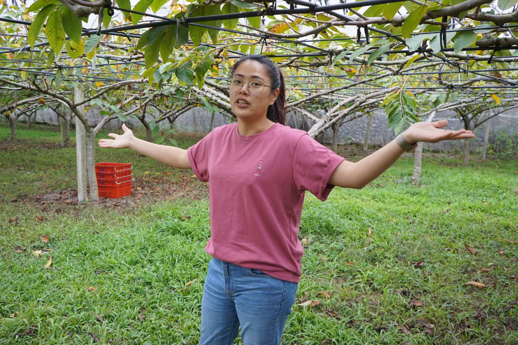 「好食果子」林沛縈介紹果園獨特的果樹生長姿態。圖／于國華提供