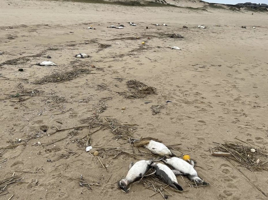 烏拉圭表示，過去10天內，約有2000隻企鵝陳屍烏拉圭東部沿岸，死因成謎。（法新社）