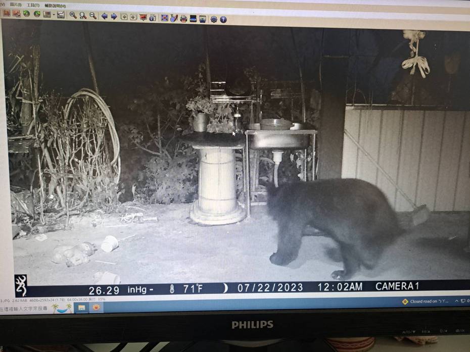 南投林管處透過紅外線攝影機，拍攝到偷蜂蜜的小偷竟是台灣黑熊。圖／南投林管處提供