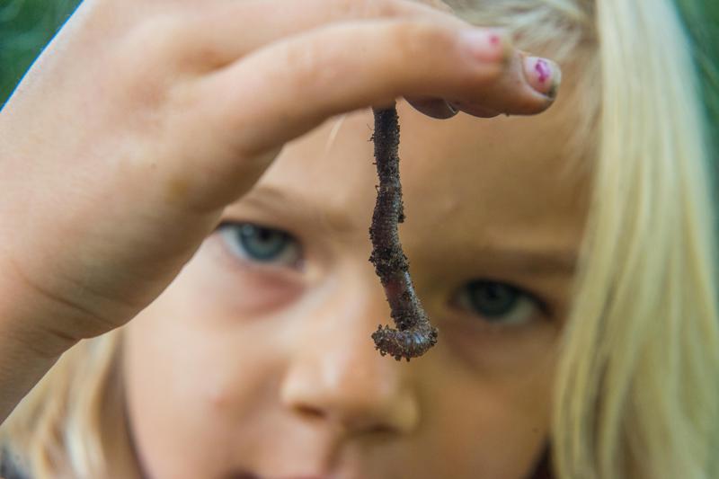 在世界多數地區，蚯蚓的存在通常代表該地土壤健康，但科學家並不樂見它們出現在北極的永凍土，擔心這可能讓當地脆弱的地下生態系統產生劇變，進而釋出各種禍害物質。路透／Alamy