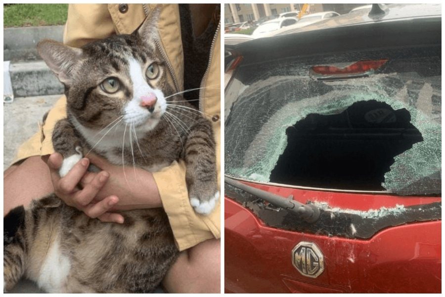 虎斑貓從6樓墜落，將汽車擋風玻璃砸穿一個大洞，但牠本人卻幾乎毫髮無傷。圖取自推特