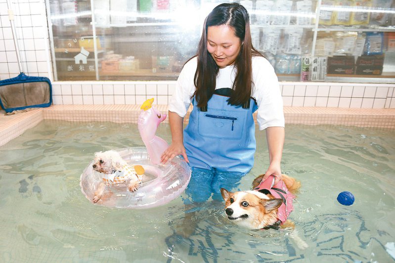 湖南長沙一寵物店推出狗狗專屬游泳池，主人也可下水陪小狗一同玩水，專屬的「降溫神器」吸引了眾多市民帶狗前來光顧。（中新社）