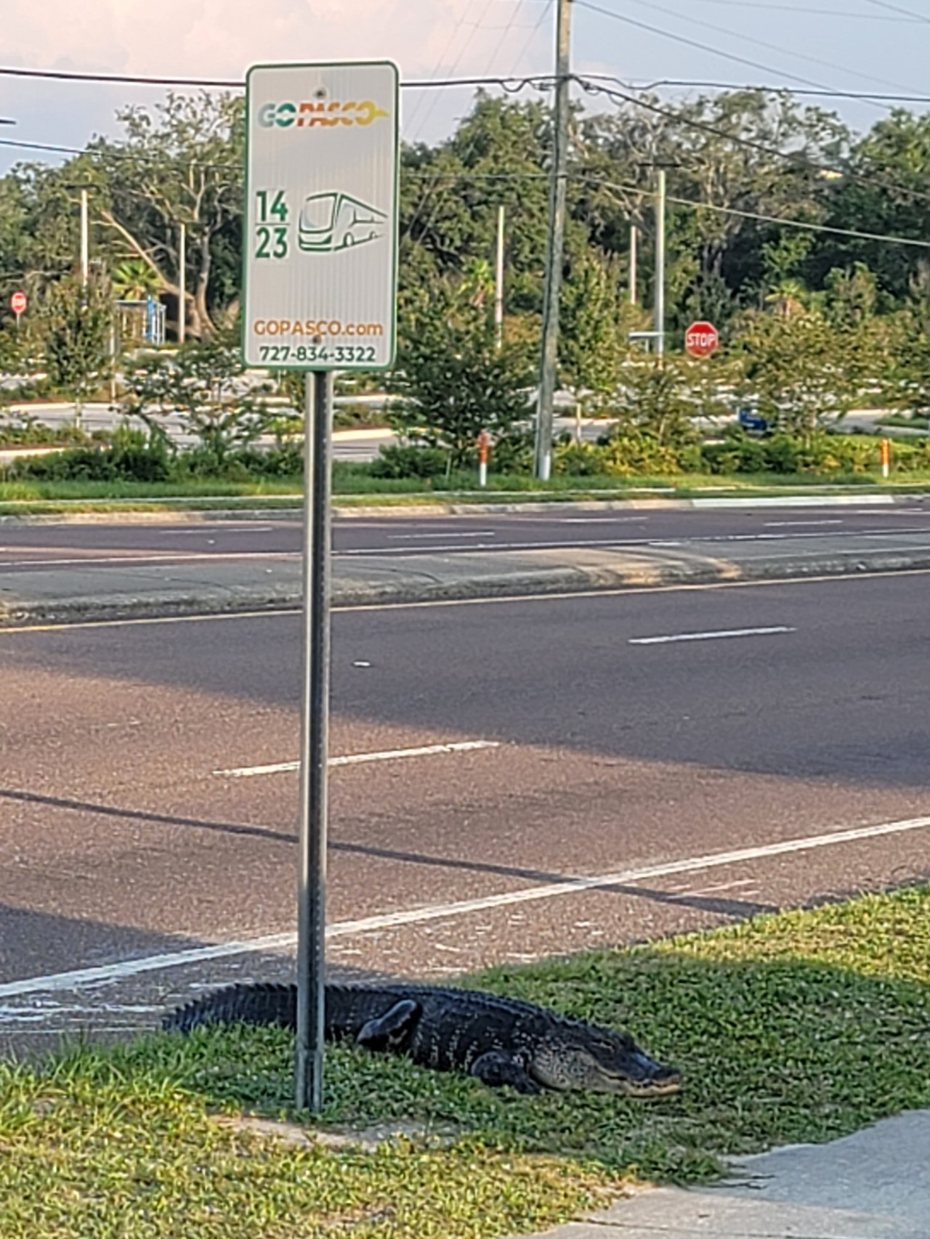 最近一張照片在網路上瘋傳，一隻鱷魚在公車站下方乖乖趴著等車，讓不少網友笑說「這年頭連鱷魚都會搭車」、「鱷魚都被人類逼到成精了」。 (圖/取自推特)