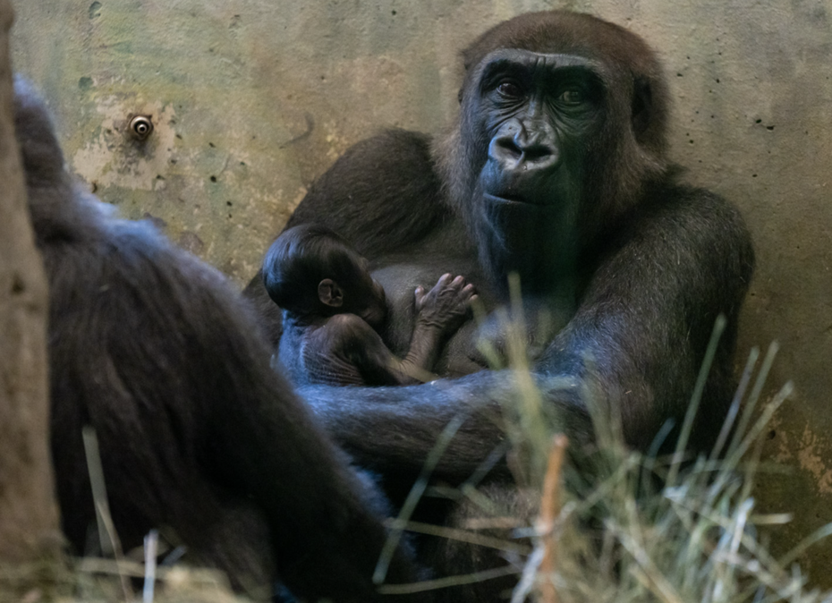 園內8歲的雄性大猩猩「蘇利」(Sully)7月時被飼養員發現懷裡抱著一名新生女嬰，才驚覺她其實是隻雌性大猩猩。（圖／翻攝自Facebook Columbus Zoo and Aquarium）