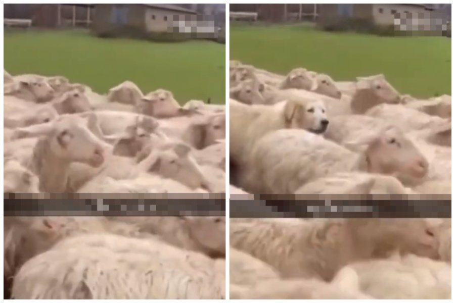 綿羊堆裡有一隻「大白熊」混了進去。圖/翻攝自微博
