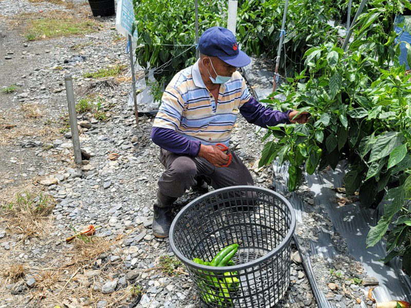 杜蘇芮颱風進逼，南投農民在颱風侵台前搶收青椒、番茄等蔬果。圖／民眾提供