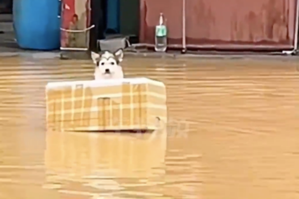 有網友拍下一隻狗狗獨自在淹滿水的街道漂流。圖/翻攝自微博