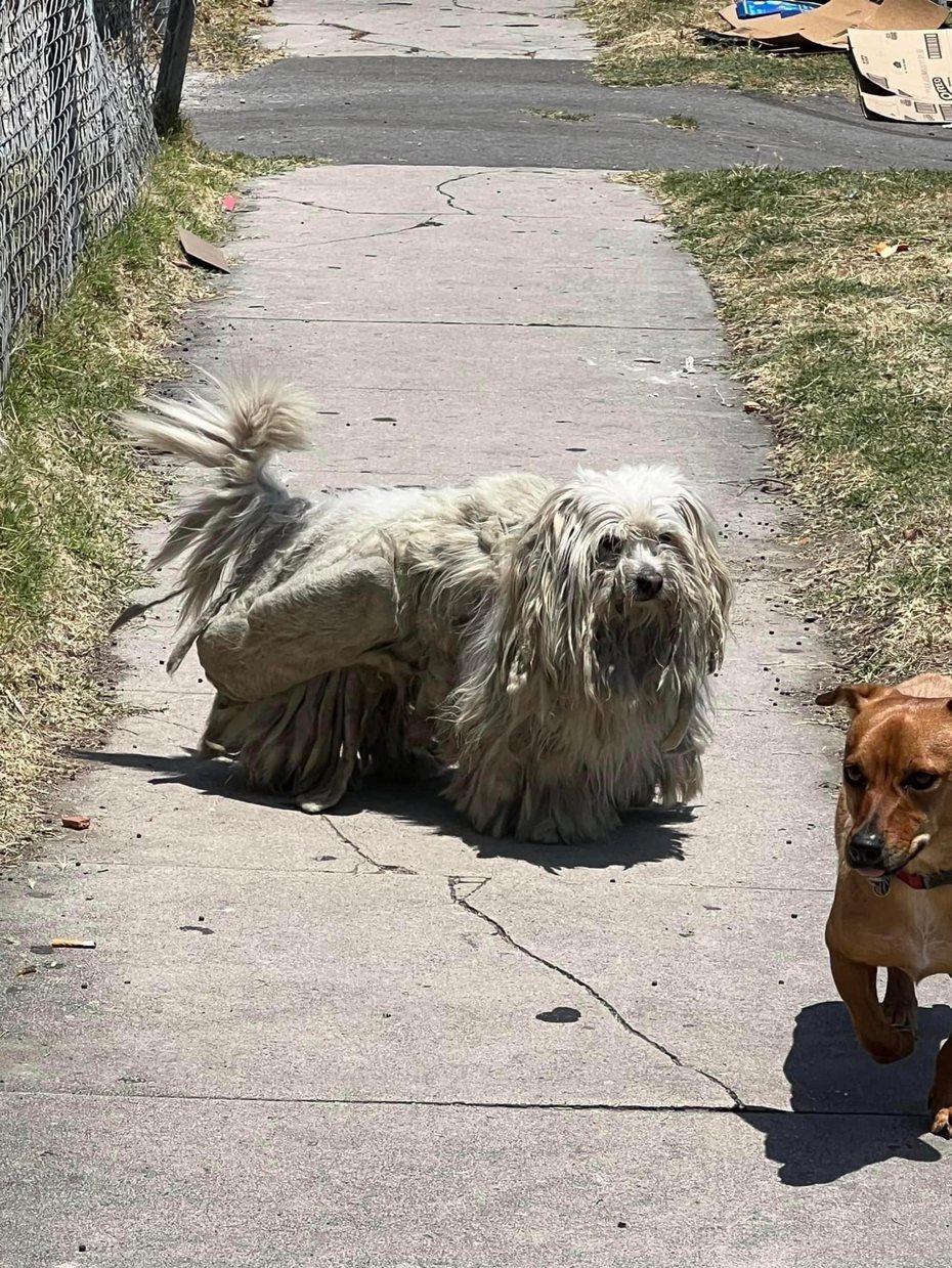 有民眾向專門救援流浪狗的動保組織通報，在路上有一坨「巨大抹布團」在走動，動保志工前往救援本來以為是一隻慘遭惡意棄養的狗，沒想到經過查證後發現牠竟然是走失的狗狗。 (圖/取自「Suzette Hall」臉書)