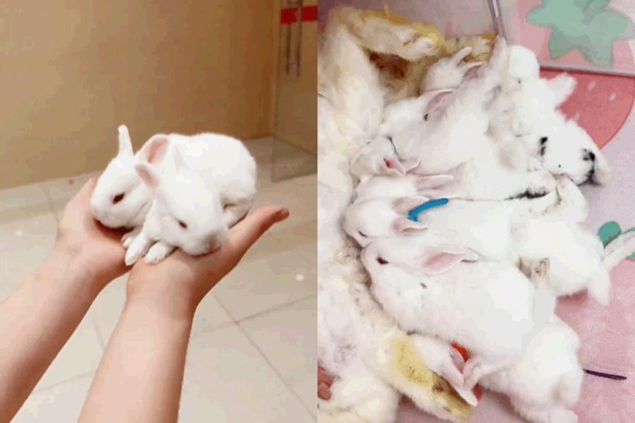 有網友在夜市買了寵物兔，接下來幾個月一直生出小兔子。圖擷自微博