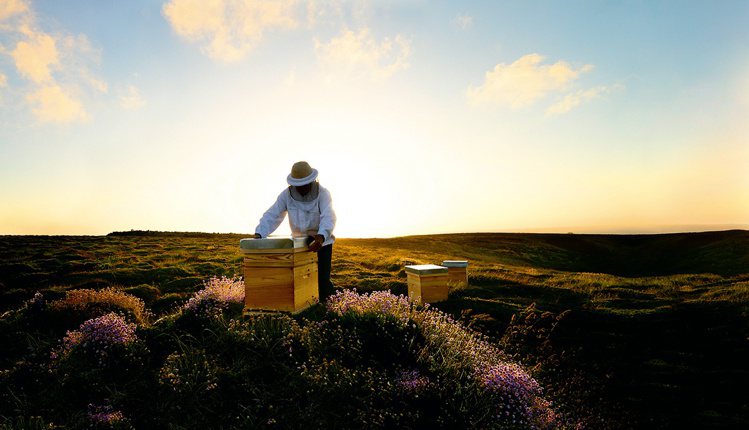嬌蘭深入研究蜜蜂與蜂蜜。圖／嬌蘭提供