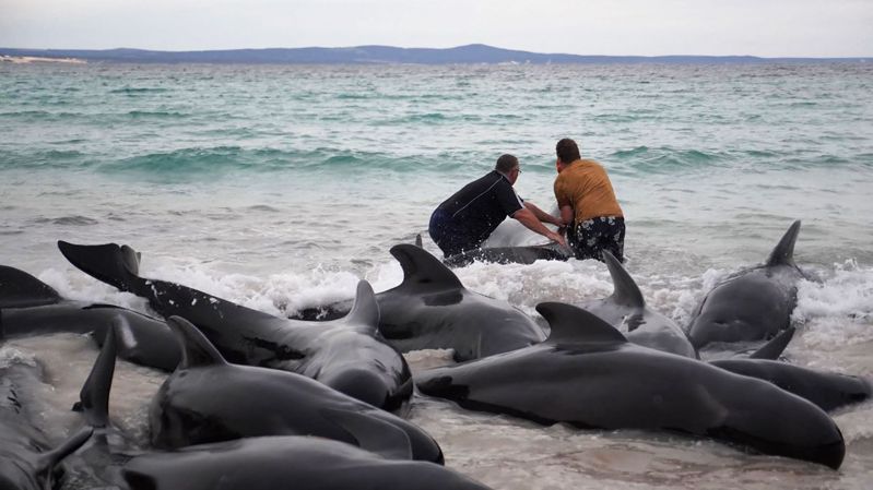 澳洲當局指出，接連兩天急於救援在西南岸擱淺的近100頭領航鯨而未竟其功，先是有52頭喪命，倖存的45頭鯨魚也在今天遭到安樂死。法新社