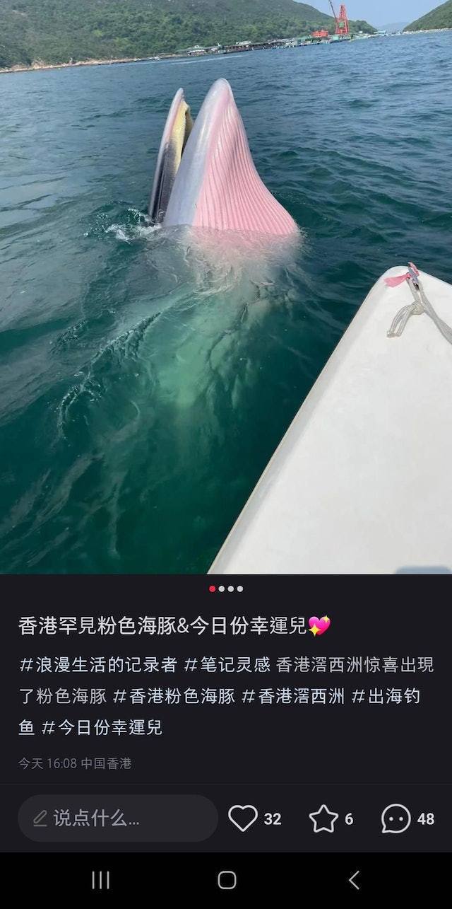 網上近日流傳社交平台「小紅書」帖文截圖，有用戶「出海釣魚」時遇見鯨魚，並大曬極近距離與鯨魚的「打卡」照，又以簡體字形容自己是「幸運兒」，但他似乎錯把鯨魚當成海豚，形容是「香港罕見粉色海豚」。（小紅書截圖）