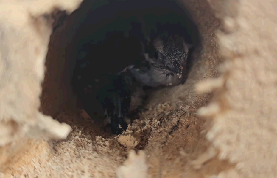工作人員真的在樹木裡發現兩隻啄木鳥寶寶。圖擷自Skywatch Bird Rescue