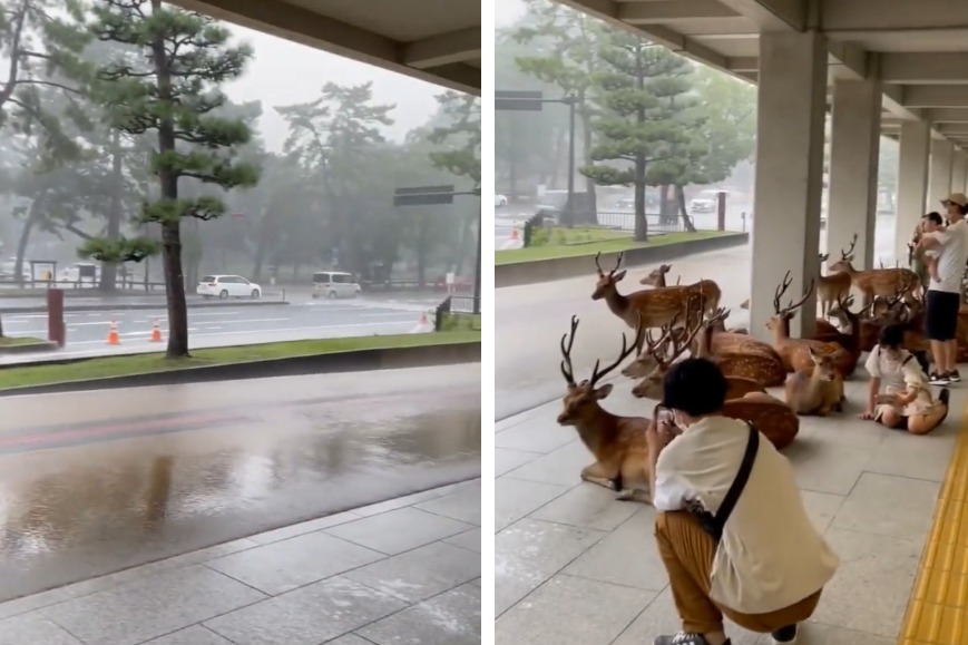 近日因為雙颱接力出現，東亞地區天氣相當不穩定下起滂沱大雨，結果一群奈良鹿就陪遊客乖乖的蹲在騎樓等雨下完，可愛的影片在網路上瘋傳。 (圖/取自影片)