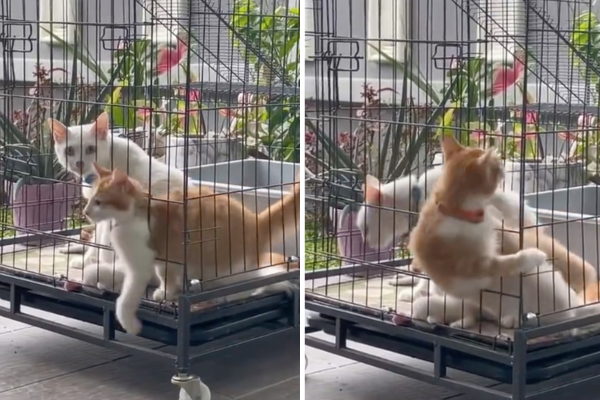 一隻被關在鐵籠的貓咪上演起「越獄」。圖/翻攝自微博