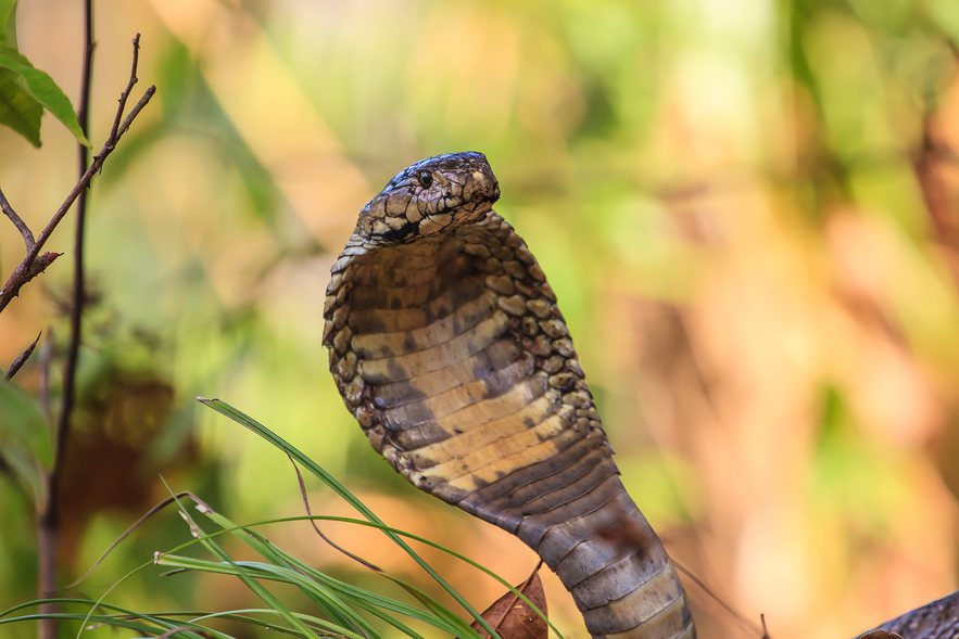 印尼弄蛇人表演親吻眼鏡蛇時被咬慘死。示意圖／ingimage