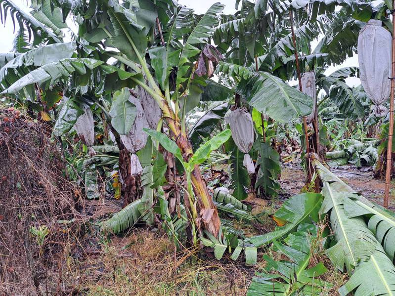 杜蘇芮颱風侵襲過後，屏東縣農損災害，香蕉倒伏面積最大。圖／屏東縣府農業處提供