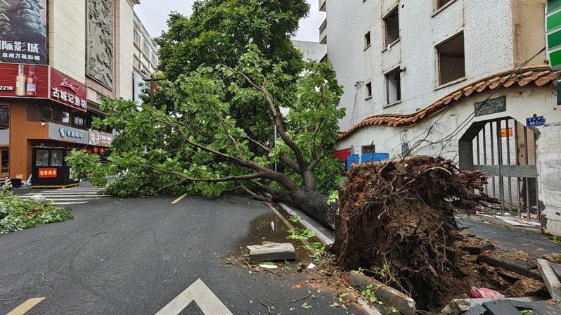 杜蘇芮昨登陸福建晉江後導致當地樹木倒伏，阻擋道路。澎湃新聞
