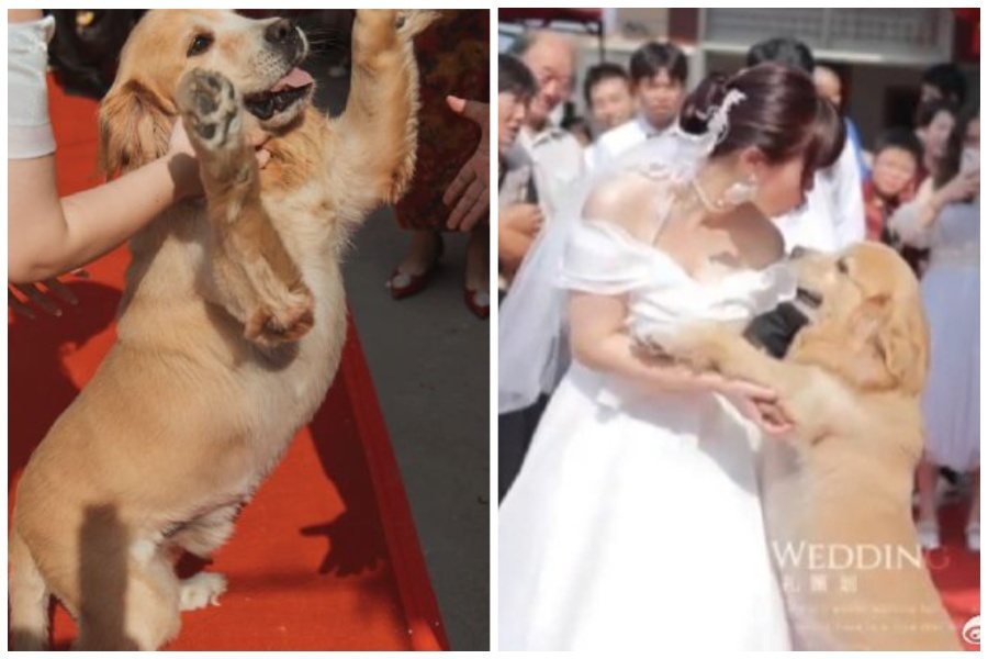 女子出嫁舉行婚禮，黃金獵犬以為馬麻要離開牠了，不斷撲到她身上。圖取自微博