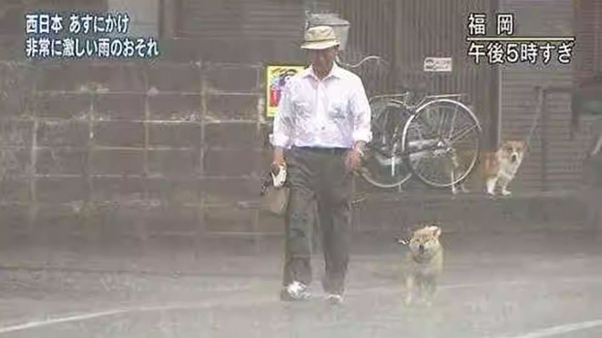主人帶柴犬暴雨天散步，後面柯基看傻眼。圖取自NHK