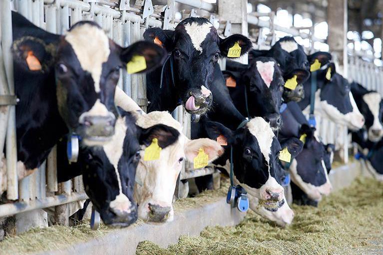 2025台紐貿易協定生效後，紐奶及其製品進口關稅降為零，衝擊我國酪農生計。圖／本報資料照片