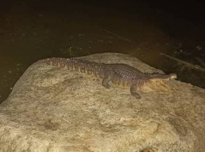 網友在凹子底公園發現鱷魚。圖／取自「路上觀察院」臉書社團