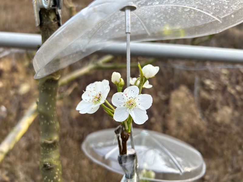 梨農為每朵梨花撐起小雨傘，防止降雨影響梨花授粉，成為果園的特殊場景。圖／新北市農業局提供
