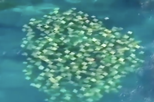 澳洲無人機拍下「黃色紙張」在海洋游動的畫面。圖/翻攝自微博