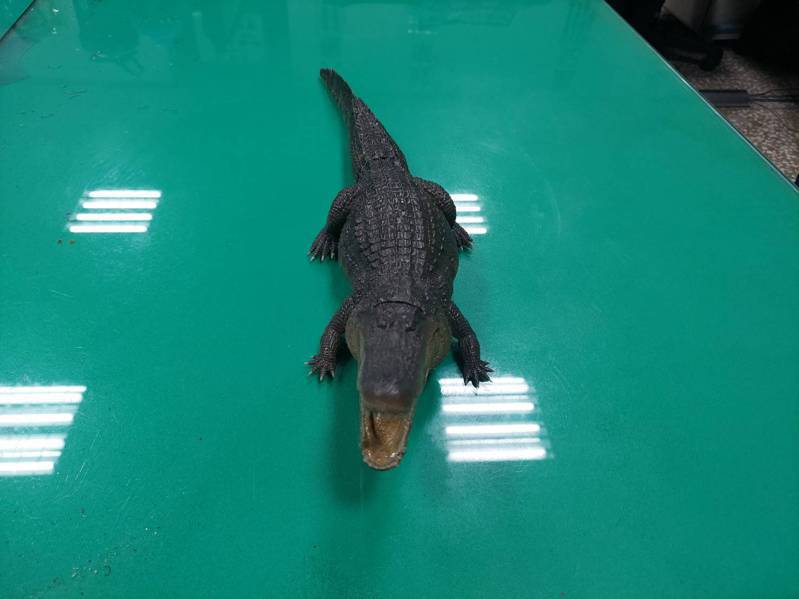 網友引發凹子底公園鱷魚出沒疑雲的鱷道具，長43公分。圖／高雄市工務局提供