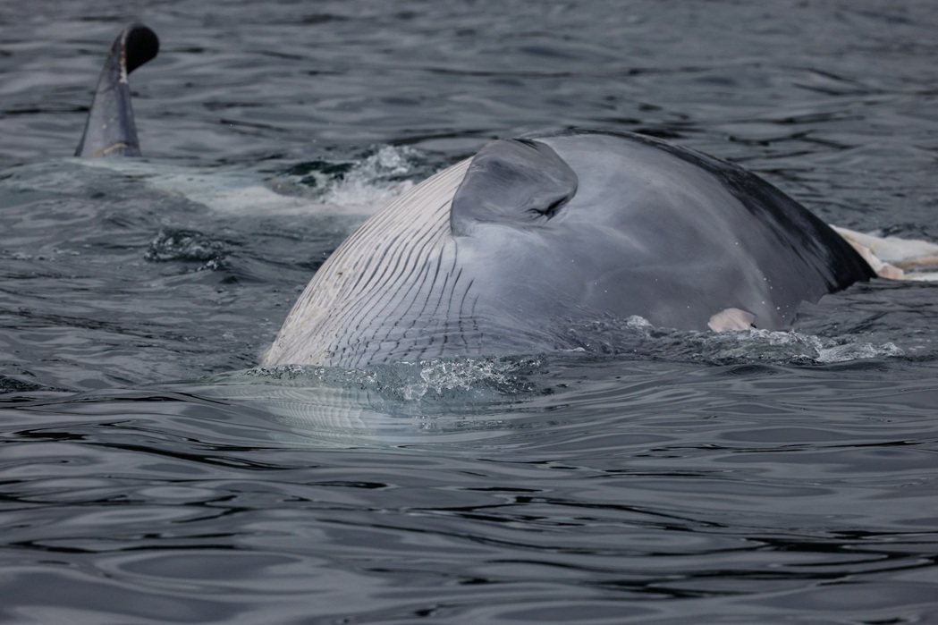 鯨魚以側身漂浮、一邊魚鰭和半條尾鰭露出水面，身上有明顯傷口。 圖／路透社