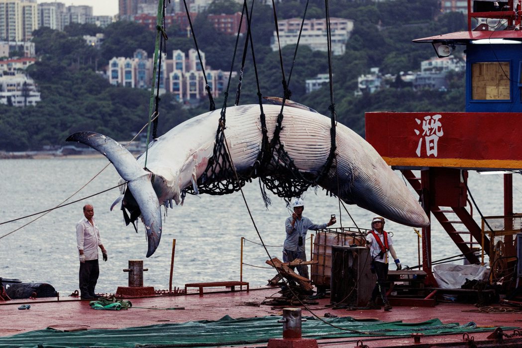 漁護署於31日晚間7時45分打撈鯨屍，並將其移往西貢萬宜水庫西壩，委託香港海洋公...