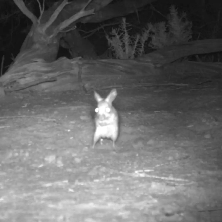一名野生動物保護區的學者日前透過監視錄影器捕捉到一種神秘老鼠的身影，該物種看起來就像日本知名動漫遊戲《寶可夢》的皮卡丘一樣，擁有尖尖的耳朵及胖胖的身體，進一步研究發現這種生物竟是全新物種。 (圖/取自「Australian Wildlife Conservancy 」官網)