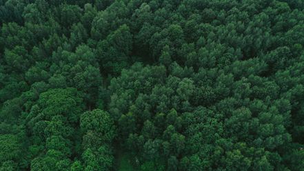 專家提醒，「並非種很多樹，或者擁有一片森林，就是碳權概念股，」投資人想入手碳權概念股，必須注意公司碳權的虛實。 圖片來源：freepik.com