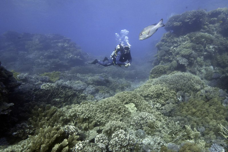 聯合國教育、科學及文化組織（UNESCO）世界遺產委員會今天並未將澳洲大堡礁列入「瀕危」名單。美聯社