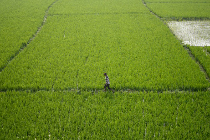 世界最大稻米出口國印度為穩定國內糧價，日前宣布禁止出口非巴斯馬蒂白米，此舉預料將影響全球數百萬人口，其中恐以亞非兩洲消費者的衝擊最大。美聯社