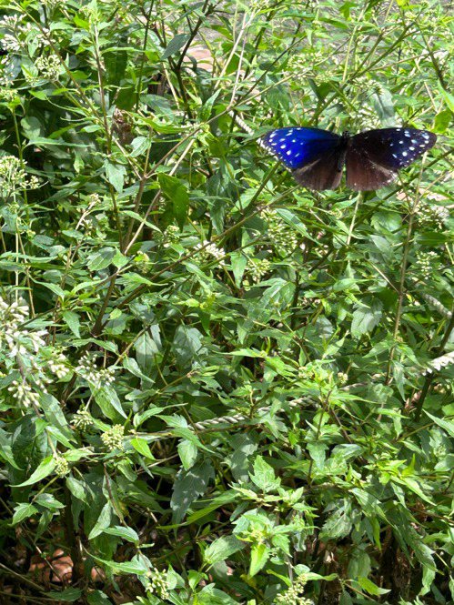 文山農場生態豐富，現在正是賞蝴蝶季入園可見紫斑蝶飛舞，讓人驚豔。記者陳智華／攝影
