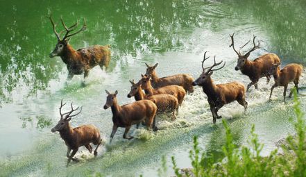 大豐麋鹿國家級自然保護區，擁世界最大的麋鹿野生種群。圖／本報江蘇鹽城傳真