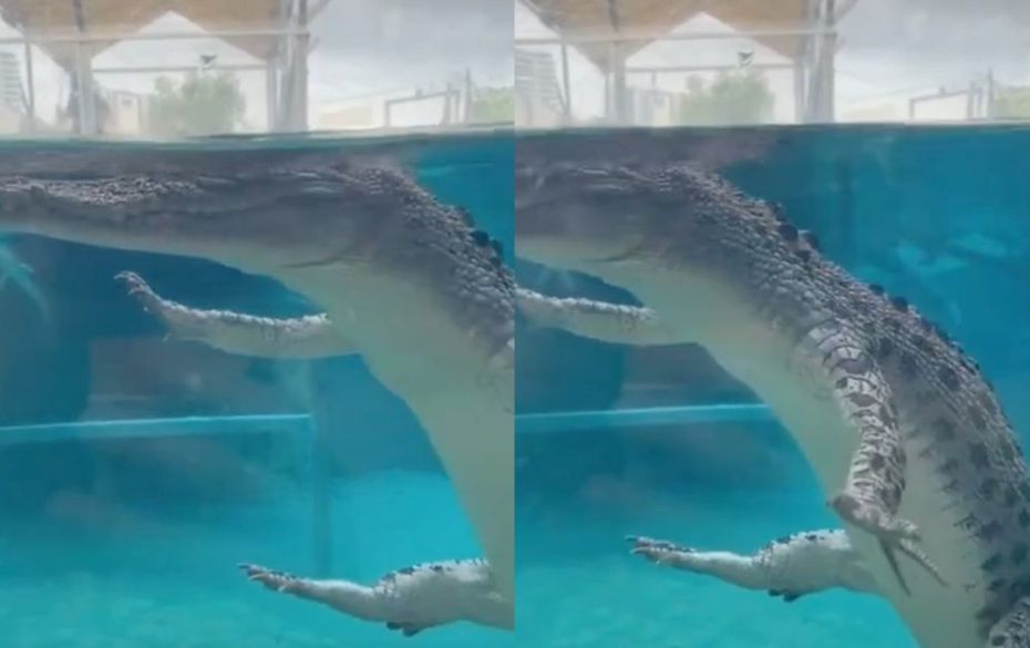 鱷魚超具「反差萌」的水下姿勢。（圖／翻攝自微博）