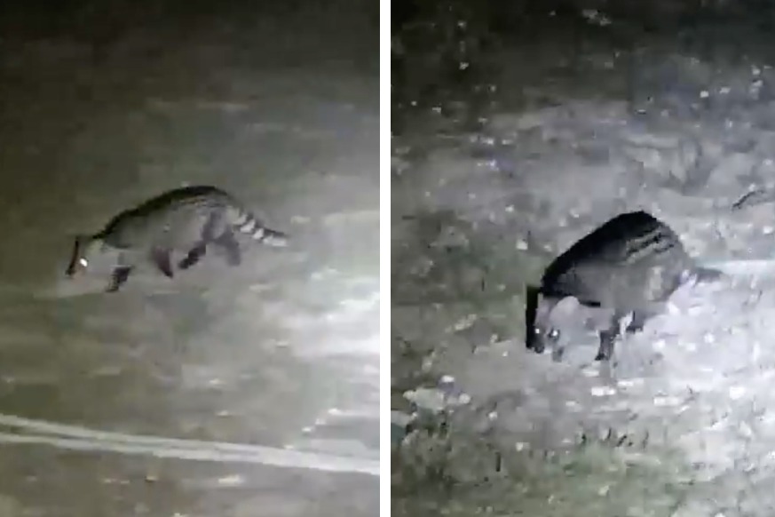 國家公園一名巡護員在進行夜間巡邏時，發現一隻「像貓又像狐狸的」神秘生物，立刻拿起夜視相機將這隻動物的身影拍下，經過野生動物學家的鑑定，發現竟然是國家一級保護野生動物「小靈貓」。 (圖/取自影片）