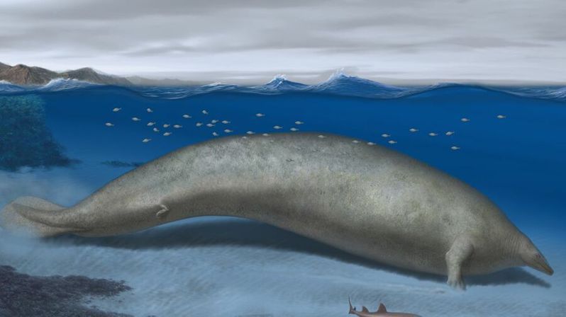 近期科學家發現已滅絕的遠古鯨魚「巨像祕魯鯨」（Perucetus Colossus），體重有望超越藍鯨，成為有史以來最重的生物。（Photo by Alberto Gennari)）