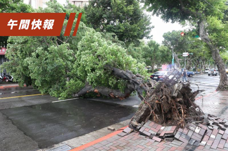 卡努颱風來襲，台北市士林區福華路一棵大榕樹不敵風吹倒塌，警消獲報到場緊急實施雙向交通管制，公園處人員也趕緊出動搶災工程車排除倒塌路樹。記者邱德祥／攝影