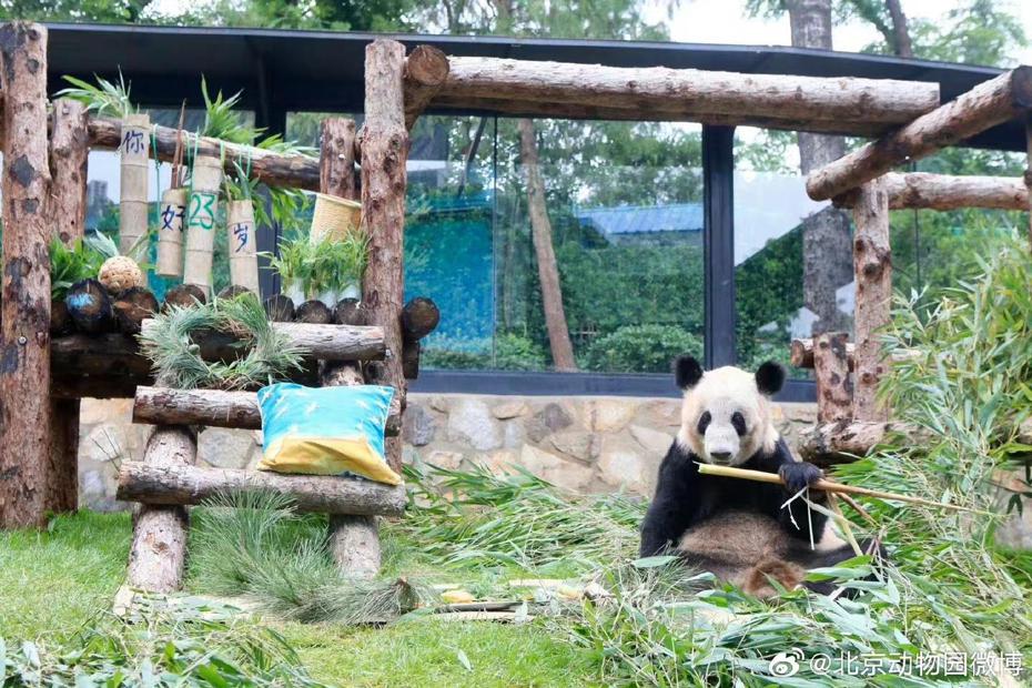 圖為「丫丫」坐在竹子上享用「生日大餐」。（取自北京動物園微博）