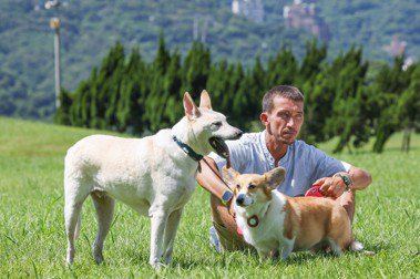 因工作居住台灣的毛爸，有9歲的台灣犬「帥帥」、3歲的柯基犬「妹妹」相伴。記者吳致碩／攝影