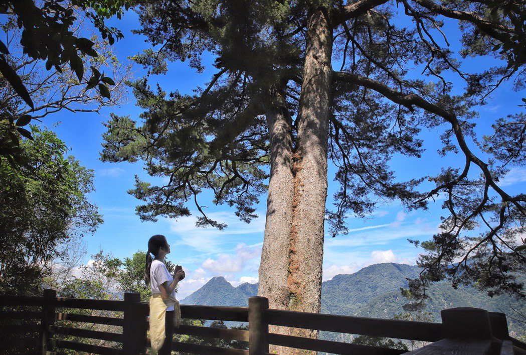 當最終抵達的「五葉松媽媽」平台，其處的巨木為樹齡超過百年的五葉松，令人感受到強韌...