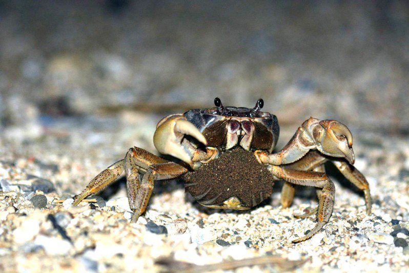 墾丁國家公園是陸蟹多樣性最高地區，抱卵母蟹過馬路到海邊釋幼卻面臨「路殺」危機。記者潘欣中／攝影