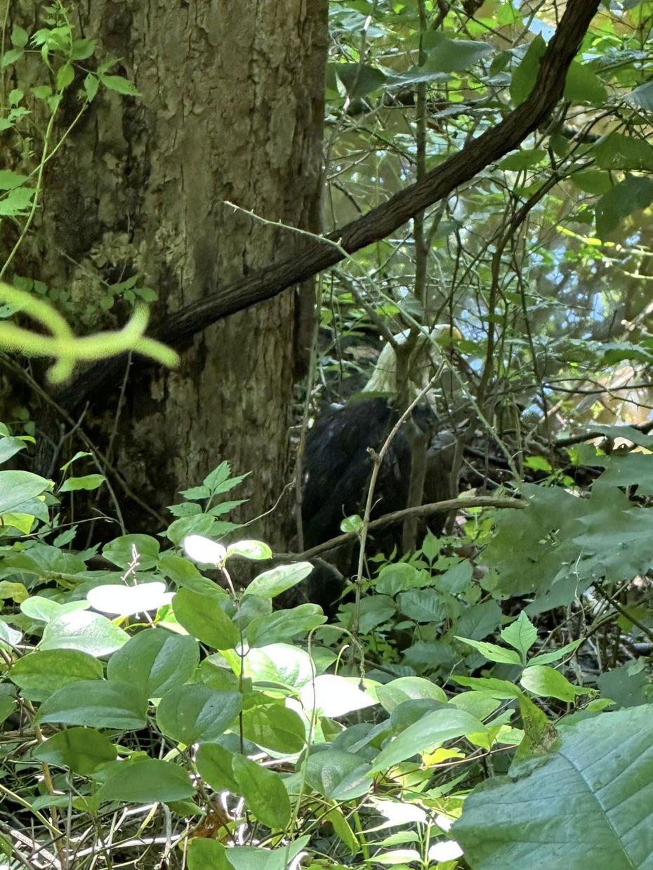 受傷的美國國鳥「白頭海鵰」困在荊棘叢生的灌木叢中，令救援行動難上加難。圖擷自臉書/Annapolis Creative