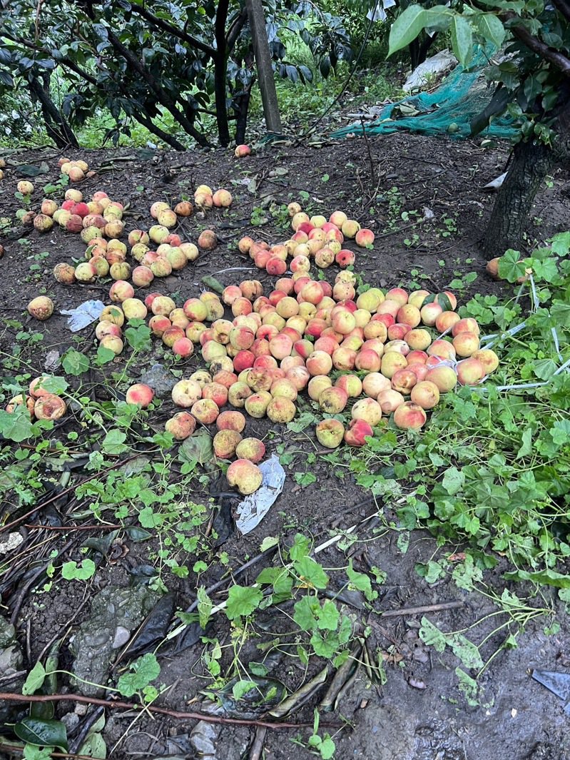 現值梨山高經濟作物水蜜桃產季，遇上強勢風雨，造成水蜜桃落果、水傷，受損率相當高。圖／台中市和平區公所提供