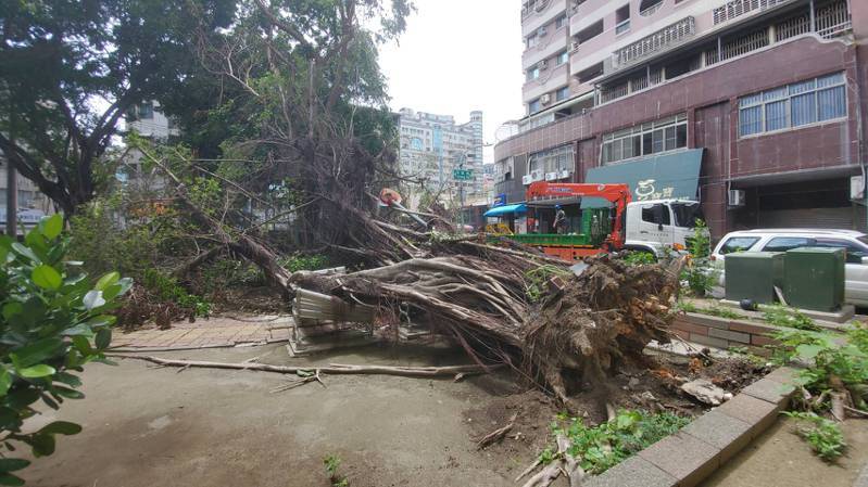 高雄鼓山區的公園有1顆大型樹木，9天前被杜蘇芮颱風吹垮，至今天中午前仍未被清除。記者王勇超／攝影