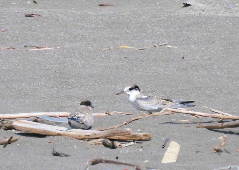 桃園沿海是小燕鷗的主要繁殖棲地，桃園市野鳥學會公布今年夏季抵達桃園海岸繁殖的調查結果，共279隻小燕鷗，是3年來最高紀錄。圖／桃園市野鳥學會提供